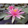 Nymphaea 'Pink Sparkle', nénuphar rustique couleur rose