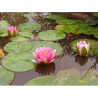 Nymphaea 'Sultan', nénuphar rustique couleur rose