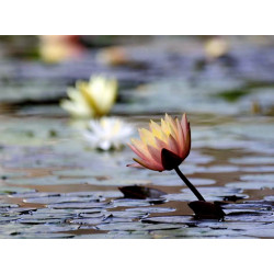 Nymphaea 'Thomas O'Brien', nénuphar rustique couleur cuivre