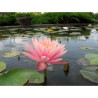 Nymphaea 'Colorado', nénuphar rustique couleur cuivre