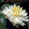 Nymphaea 'White 1000 Petals', nénuphar blanc rustique