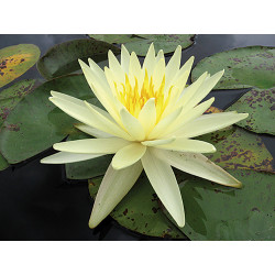 Nymphaea 'Yellow Queen', nénuphar rustique couleur jaune