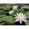 Nymphaea 'Arc-en-ciel', nénuphar rustique couleur rose