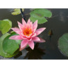 Nymphaea 'Colorado', nénuphar rustique couleur cuivre