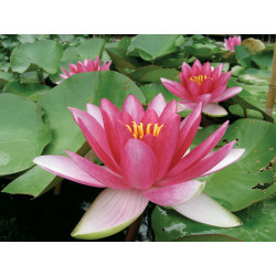 Nymphaea 'Attraction', nénuphar rustique couleur rouge