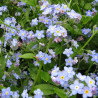 Myosotis palustris, plante aquatique de berge