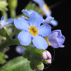 Myosotis palustris, plante aquatique de berge