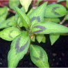 Polygonum odoratum, plante aquatique de berge