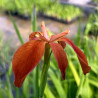 Iris fulva, plante aquatique de berge