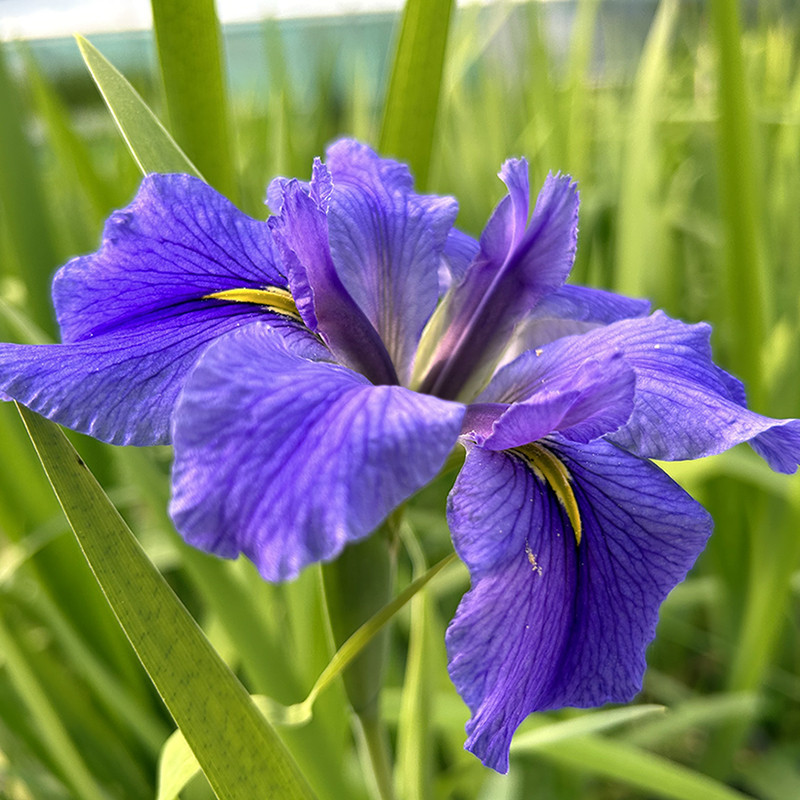 Iris d'eau du lac de Latour-Marliac (Iris Laevigata), plante aquatique émergente