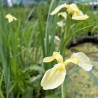 Iris pseudacorus 'Bastardii', plante aquatique émergente