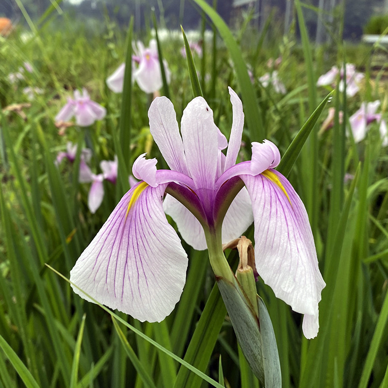 Iris laevigata 'Queen Victoria', plante aquatique émergente