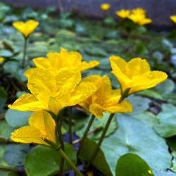 Nymphoïdes Peltata (Faux nénuphar), plante aquatique oxygénante