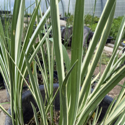 Acorus Calamus Variegata (Acore panaché), plante aquatique émergente