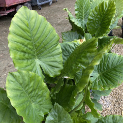 Alocasia odora, plante aquatique de berge