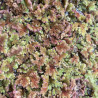 Azolla Pinnata (Fougère d'eau), plante aquatique flottante