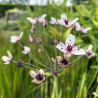 Butomus Umbellatus (Jonc fleuri), plante aquatique émergente