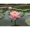 Nymphaea 'Patio Joe', nénuphar rustique couleur cuivre