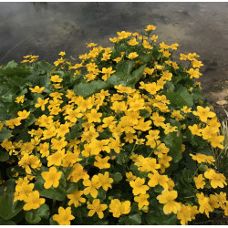 Caltha Palustris (Populage des marais), plante aquatique de berge