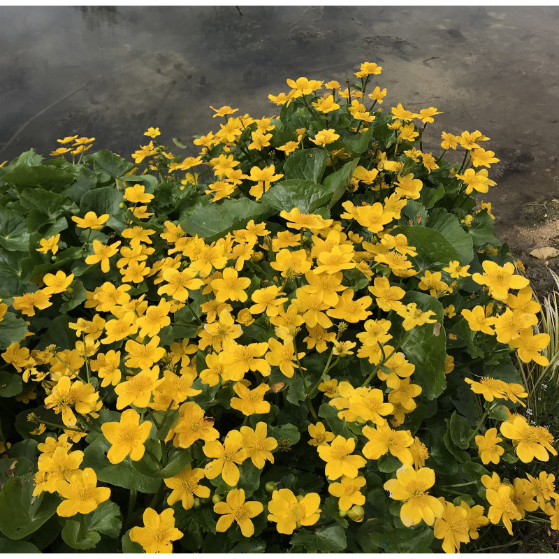 Caltha Palustris (Populage des marais), plante aquatique de berge