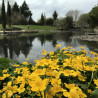 Caltha Palustris (Populage des marais), plante aquatique de berge