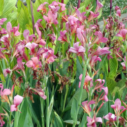 Canna glauca  'Erebus' (Balisier, Canna aquatique), plante aquatique émergente