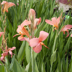 Canna glauca  'Erebus' (Balisier, Canna aquatique), plante aquatique émergente