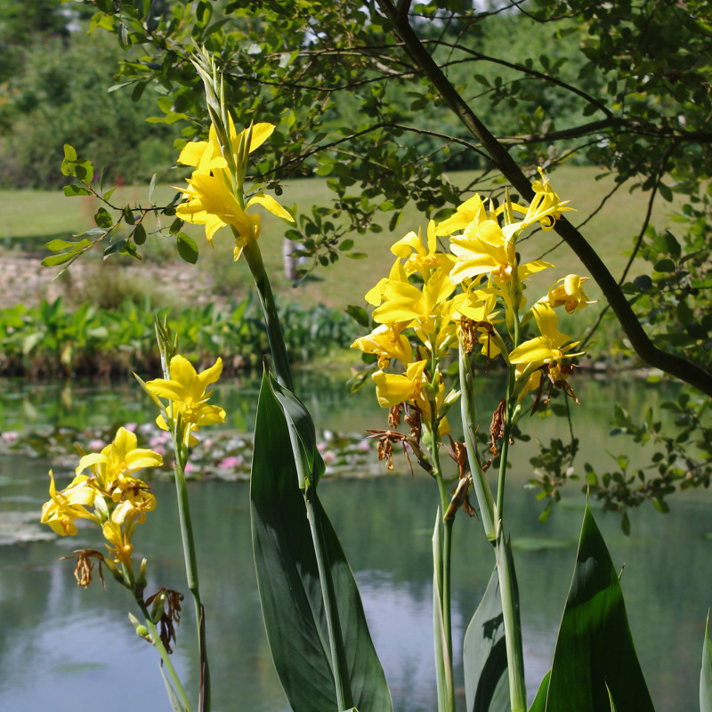 Canna glauca 'Ra' (Balisier), plante aquatique émergente