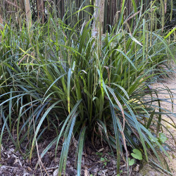 Carex pendula (Laîche à épis pendants), plante aquatique de berge