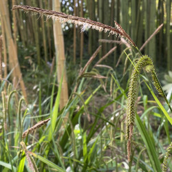 Carex pendula (Laîche à épis pendants), plante aquatique de berge