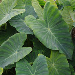 Colocasia esculenta (Oreille d'éléphant), plante aquatique émergente