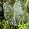 Colocasia esculenta (Oreille d'éléphant), plante aquatique émergente