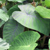 Colocasia 'Madeira', plante aquatique de berge