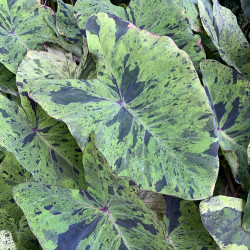 Colocasia Mojito, plante aquatique de berge