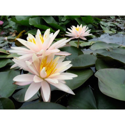 Nymphaea 'Starbright', nénuphar rustique couleur cuivre