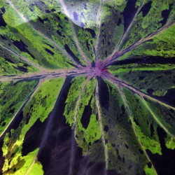 Colocasia Mojito, plante aquatique de berge