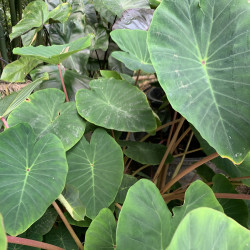 Colocasia 'Pink China', plante aquatique de berge