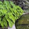 Colocasia 'Pink China', plante aquatique de berge