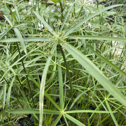 Cyperus Alternifolius, plante aquatique émergente