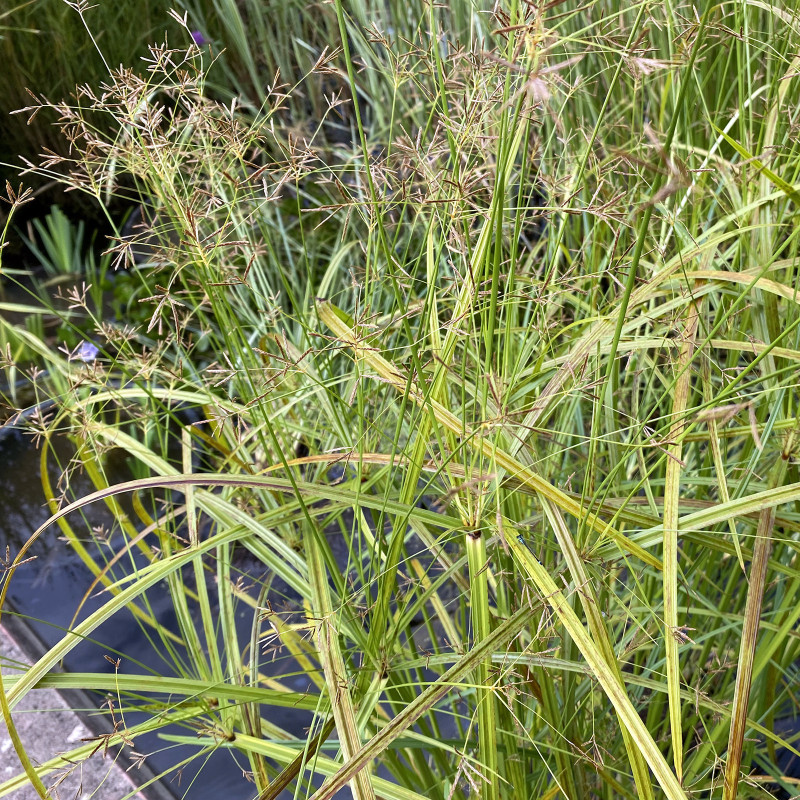 Cyperus Longus (Long souchet), plante aquatique émergente