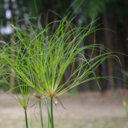 Cyperus papyrus (Papyrus du Nil), plante aquatique émergente