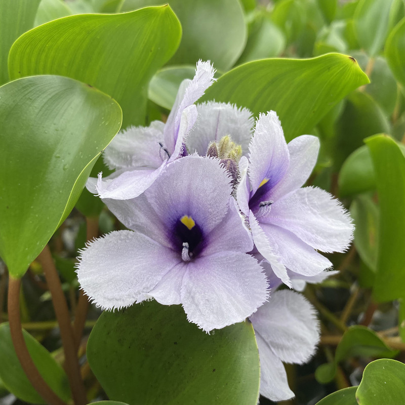 Eicchornia azurea, plante aquatique émergente