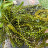 Elodea Canadensis (Peste d'eau), plante aquatique oxygénante