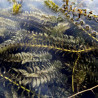 Elodea Canadensis (Peste d'eau), plante aquatique oxygénante