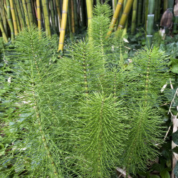 Equisetum telmateia (La grande prêle), plante aquatique de berge