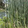 Equisetum Hyemale (Prêle d'hiver), plante aquatique de berge