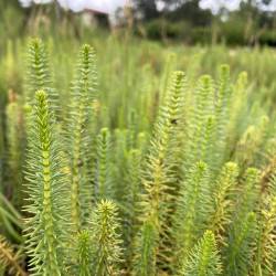 Hippuris Vulgaris (Pesse d'eau), plante aquatique oxygénante