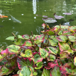 Houttuynia cordata 'Chameleon', plante aquatique de berge