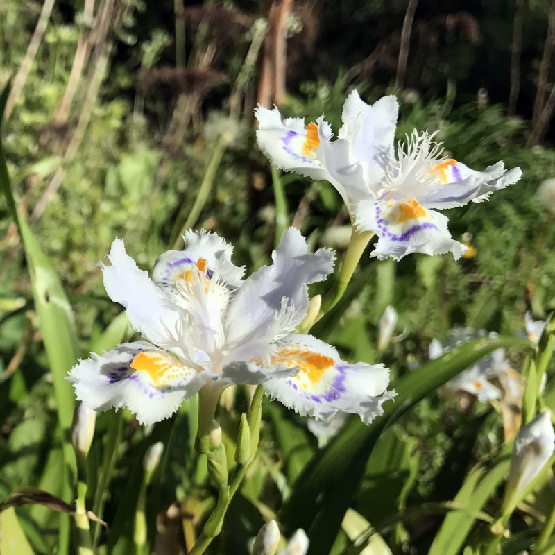 Iris japonica, plante aquatique de berge