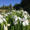 Iris laevigata 'Snowdrift', plante aquatique émergente